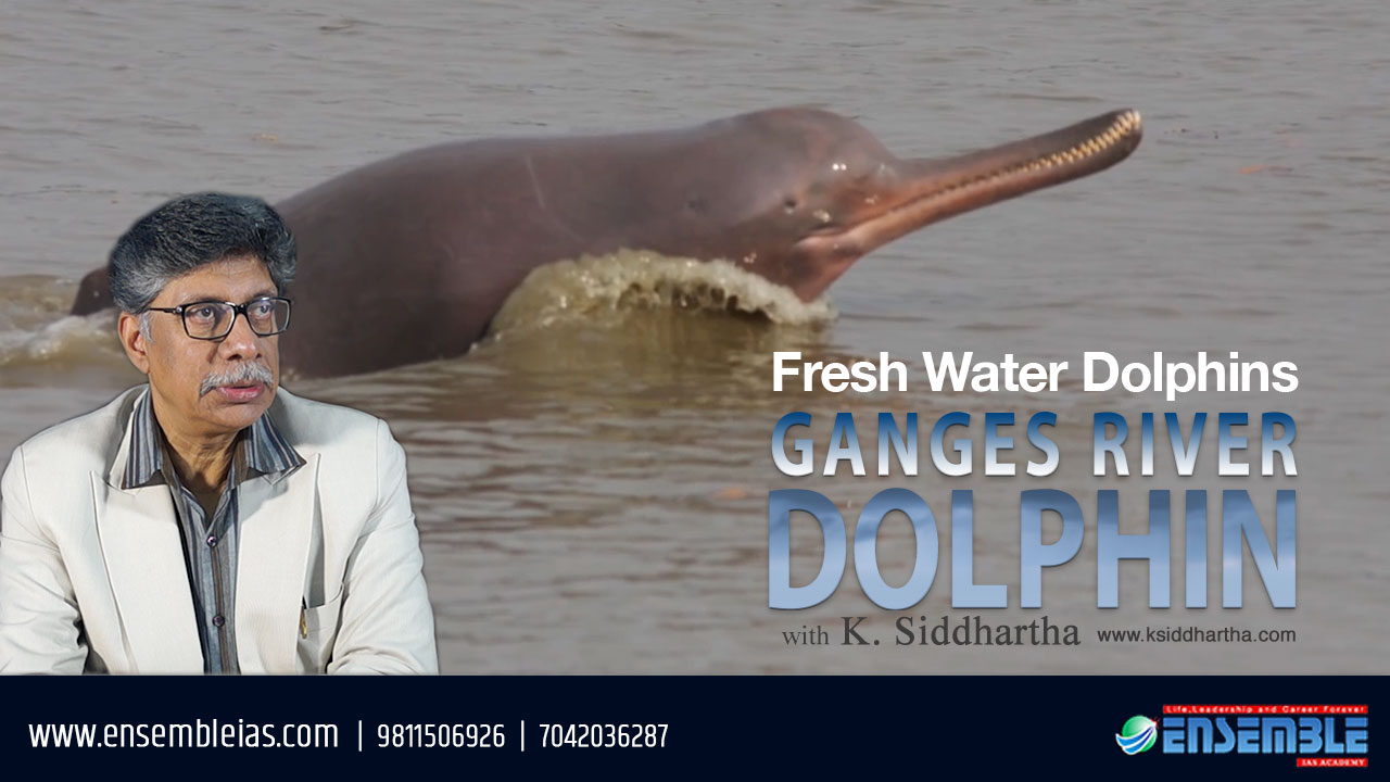 FRESH WATER DOLPHIN