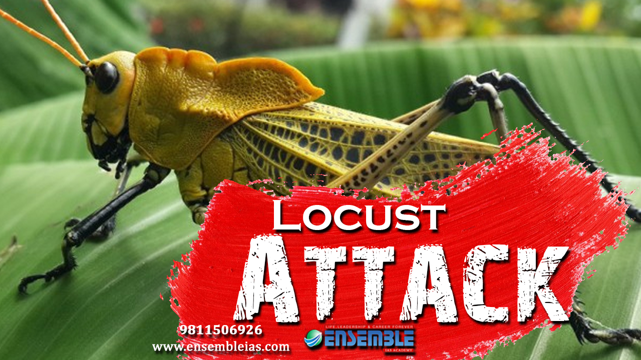 Locust Attack