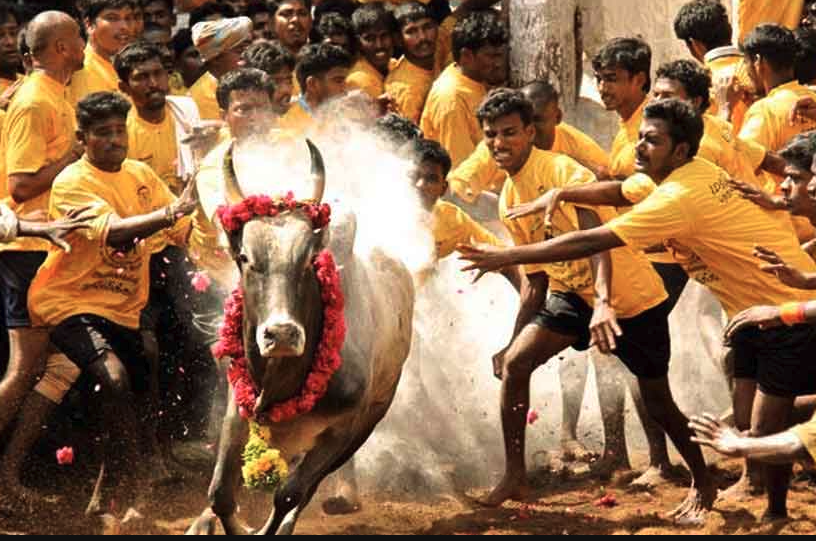 Jallikattu