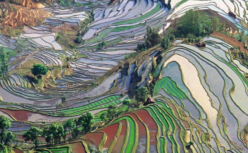 the ecological is political