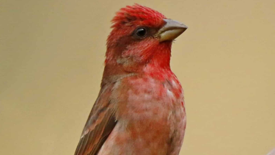 Avian species count reaches