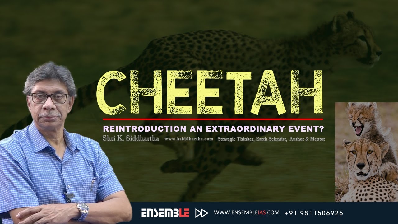 CHEETAH REINTRODUCTION