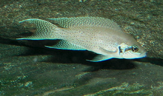 Neolamprologus brichardi