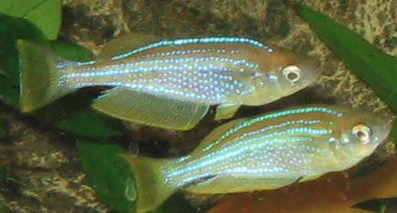 Tanganyika killifish