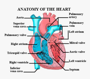 BLOOD PRESSURE | GS Paper 3 | Science and Technology_3