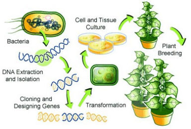 GM-Crops-2