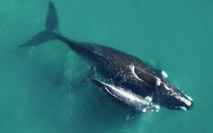Pampas and valdes peninsula _3