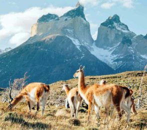 Pampas and valdes peninsula _5